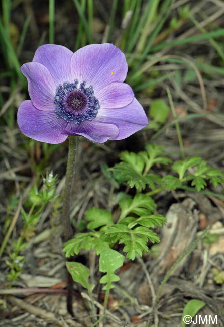 Anemone coronaria