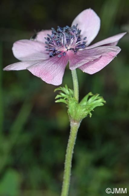 Anemone coronaria