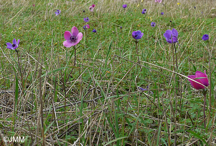 Anemone coronaria