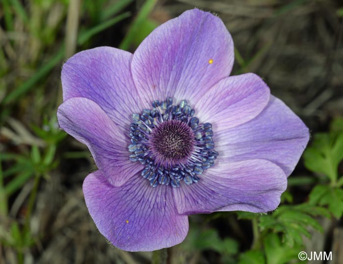 Anemone coronaria