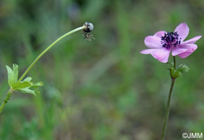 Anemone coronaria