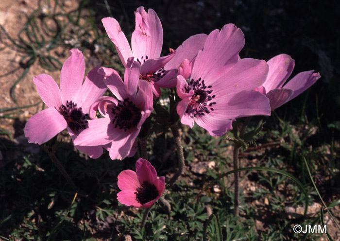 Anemone coronaria