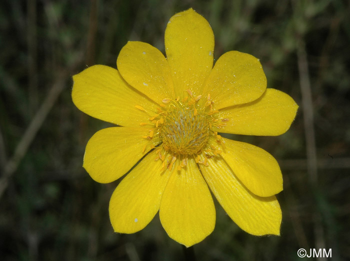 Anemone palmata