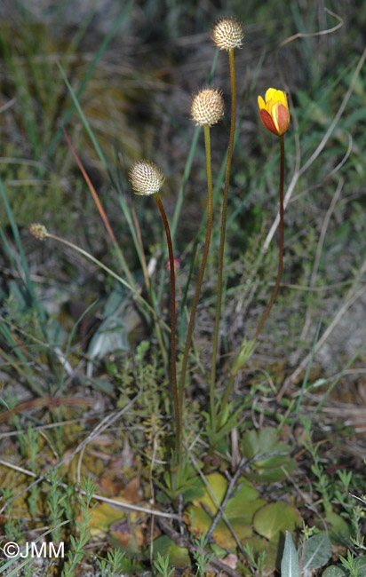 Anemone palmata