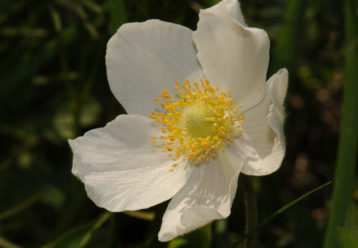 Anemone sylvestris