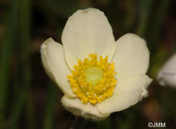 Anemone sylvestris