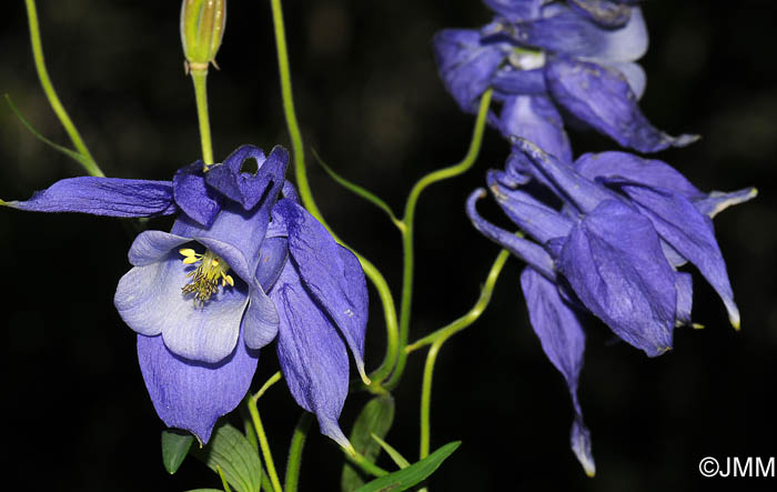 Aquilegia alpina