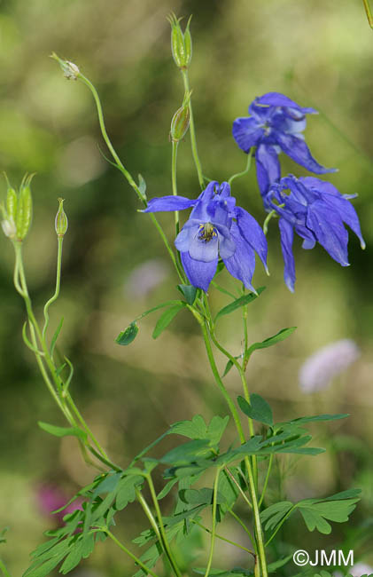 Aquilegia alpina