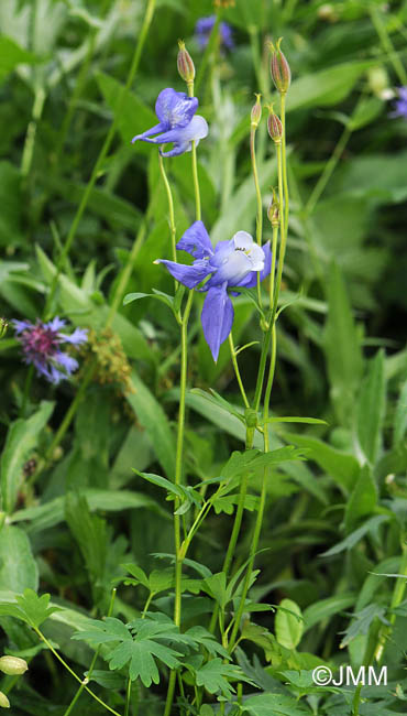 Aquilegia alpina