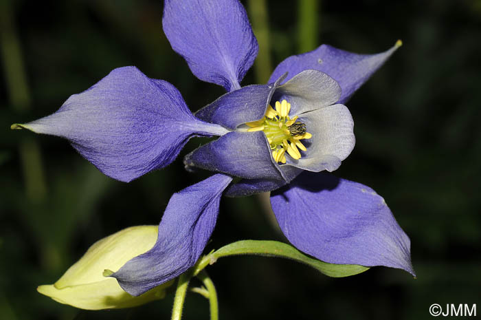 Aquilegia alpina