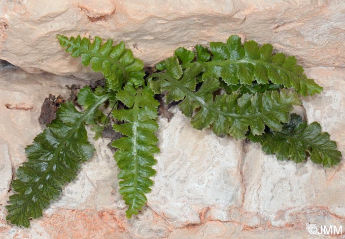 Asplenium jahandiezii