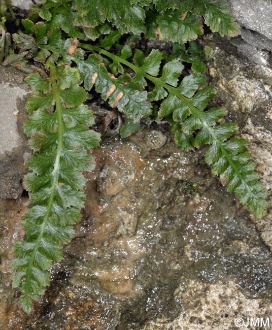 Asplenium jahandiezii