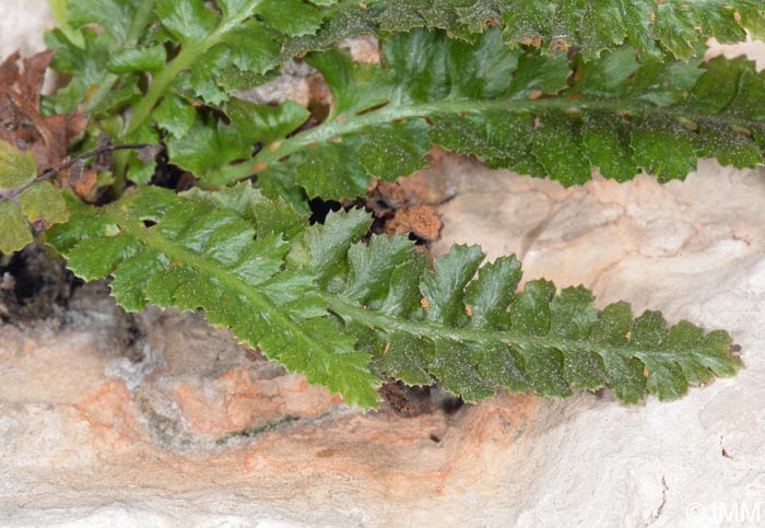 Asplenium jahandiezii