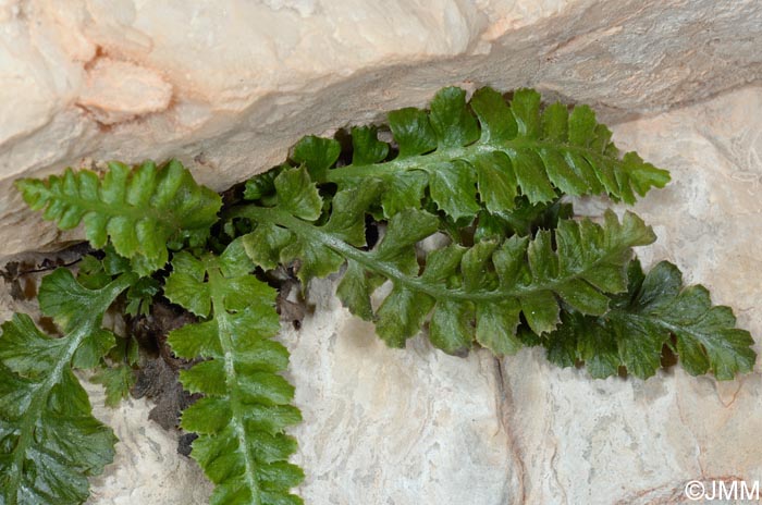 Asplenium jahandiezii