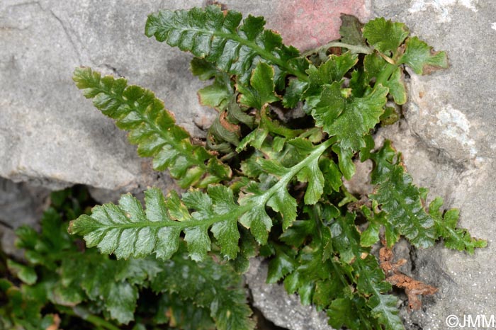 Asplenium jahandiezii