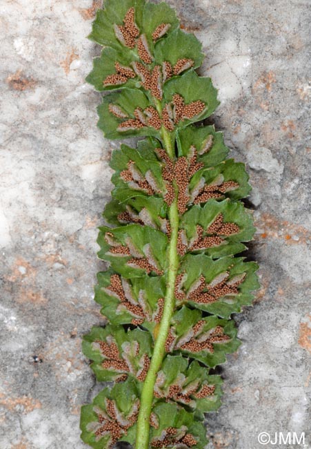 Asplenium jahandiezii