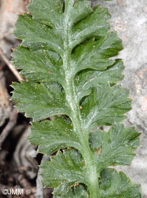 Asplenium jahandiezii