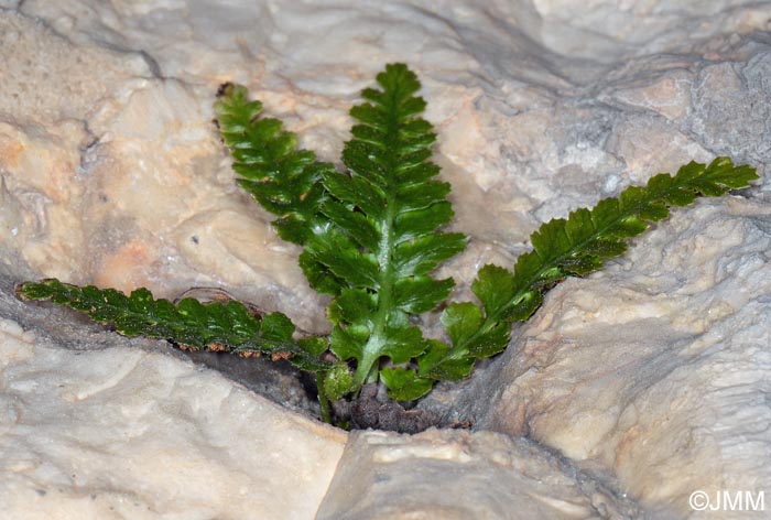 Asplenium jahandiezii