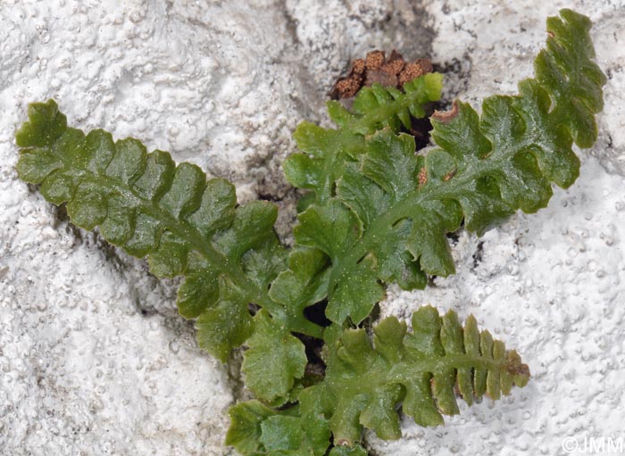 Asplenium jahandiezii