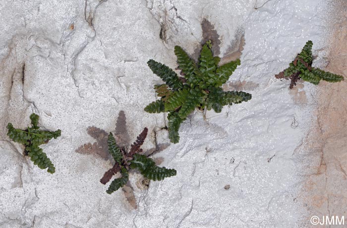 Asplenium jahandiezii