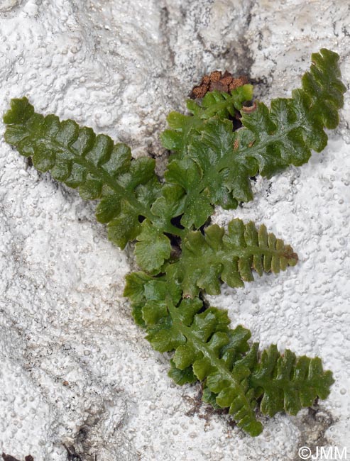 Asplenium jahandiezii