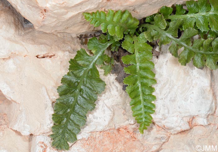 Asplenium jahandiezii