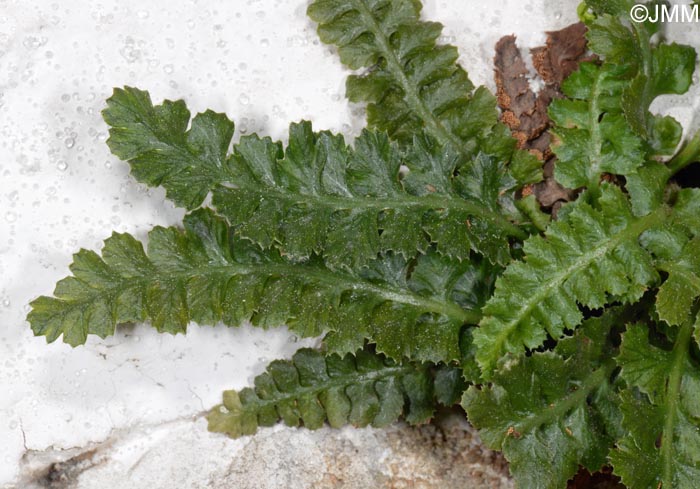 Asplenium jahandiezii