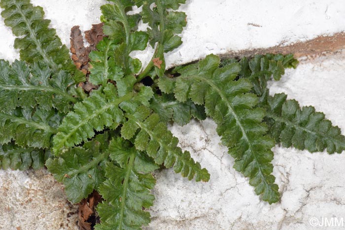 Asplenium jahandiezii