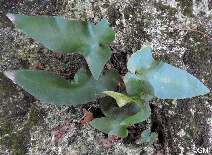 Asplenium sagittatum