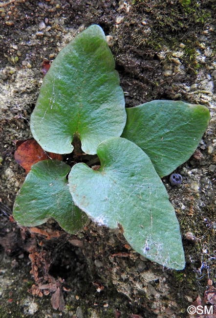 Asplenium sagittatum