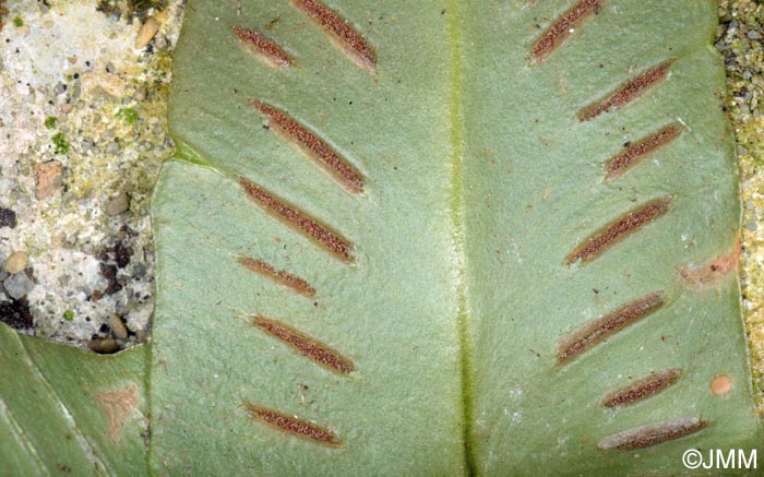 Asplenium sagittatum