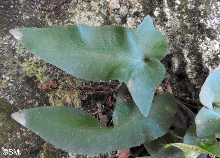 Asplenium sagittatum