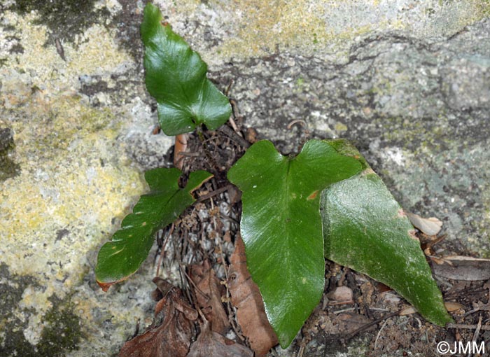 Asplenium sagittatum