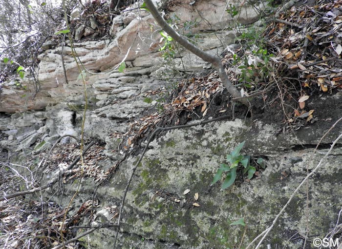 Asplenium sagittatum