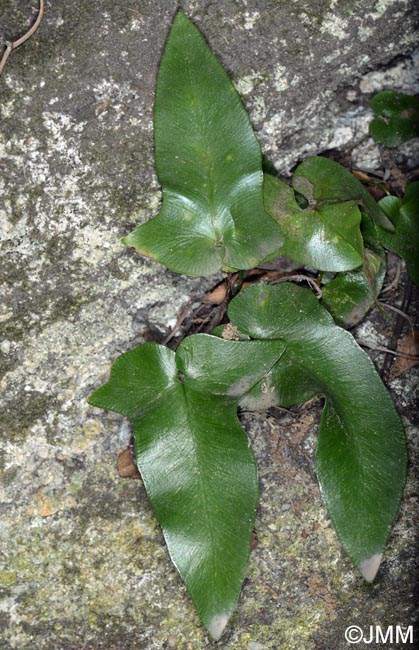 Asplenium sagittatum