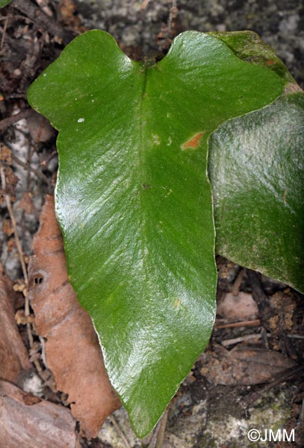 Asplenium sagittatum