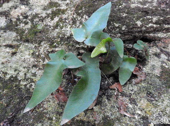 Asplenium sagittatum