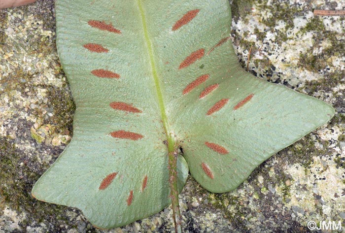 Asplenium sagittatum