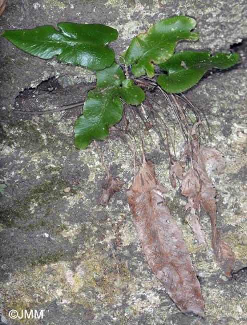 Asplenium sagittatum