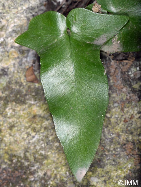 Asplenium sagittatum