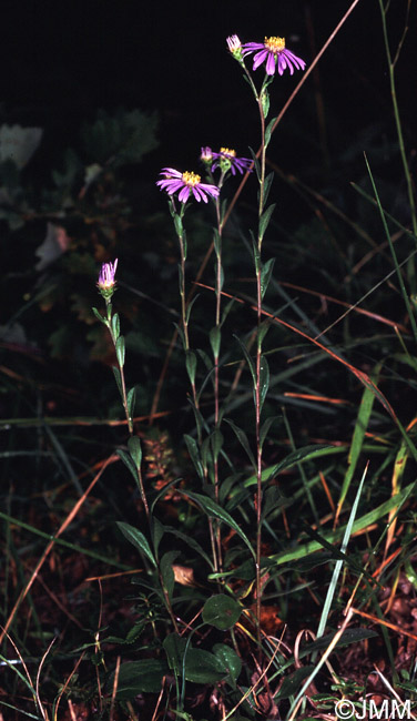 Aster amellus