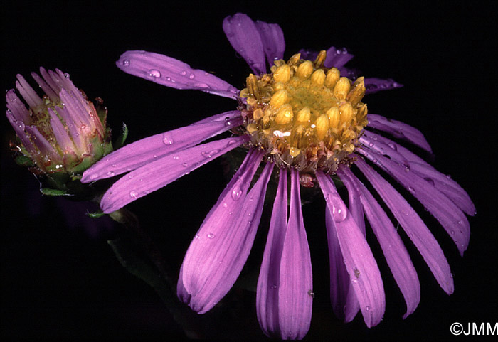 Aster amellus