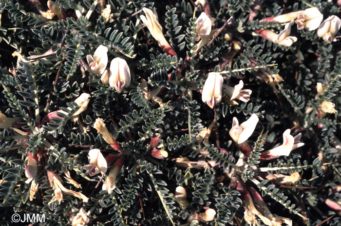 Astragalus massiliensis = Astragalus tragacantha