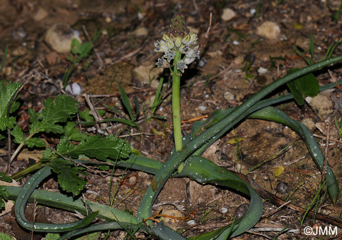 Bellevalia romana