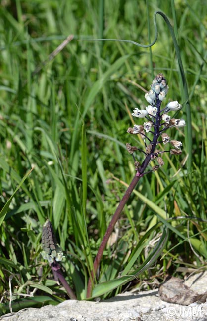 Bellevalia romana