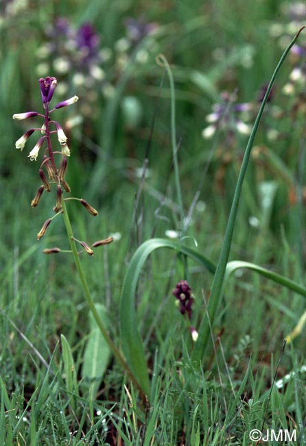 Bellevalia trifoliata