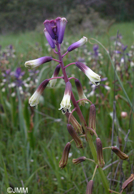 Bellevalia trifoliata