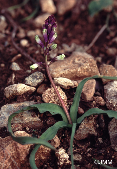 Bellevalia trifoliata