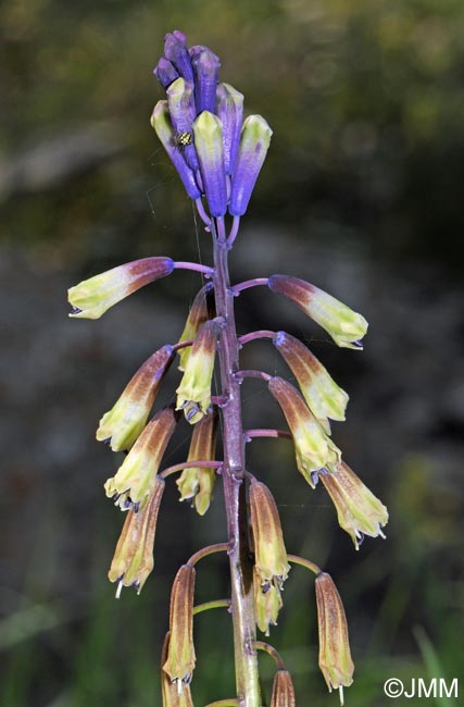 Bellevalia trifoliata