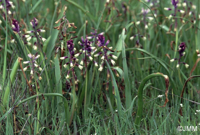 Bellevalia trifoliata